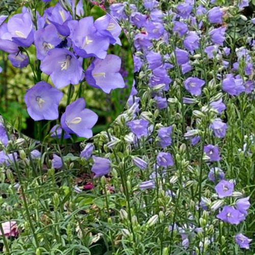 Campanula persicifolia 'Coerulea' - Suureõiene kellukas 'Coerulea' P9/0,55L   